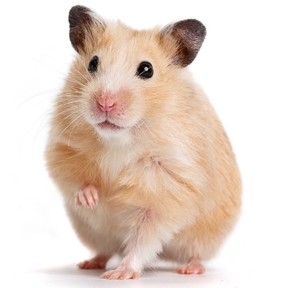The One About the Hamster | Playwrights 